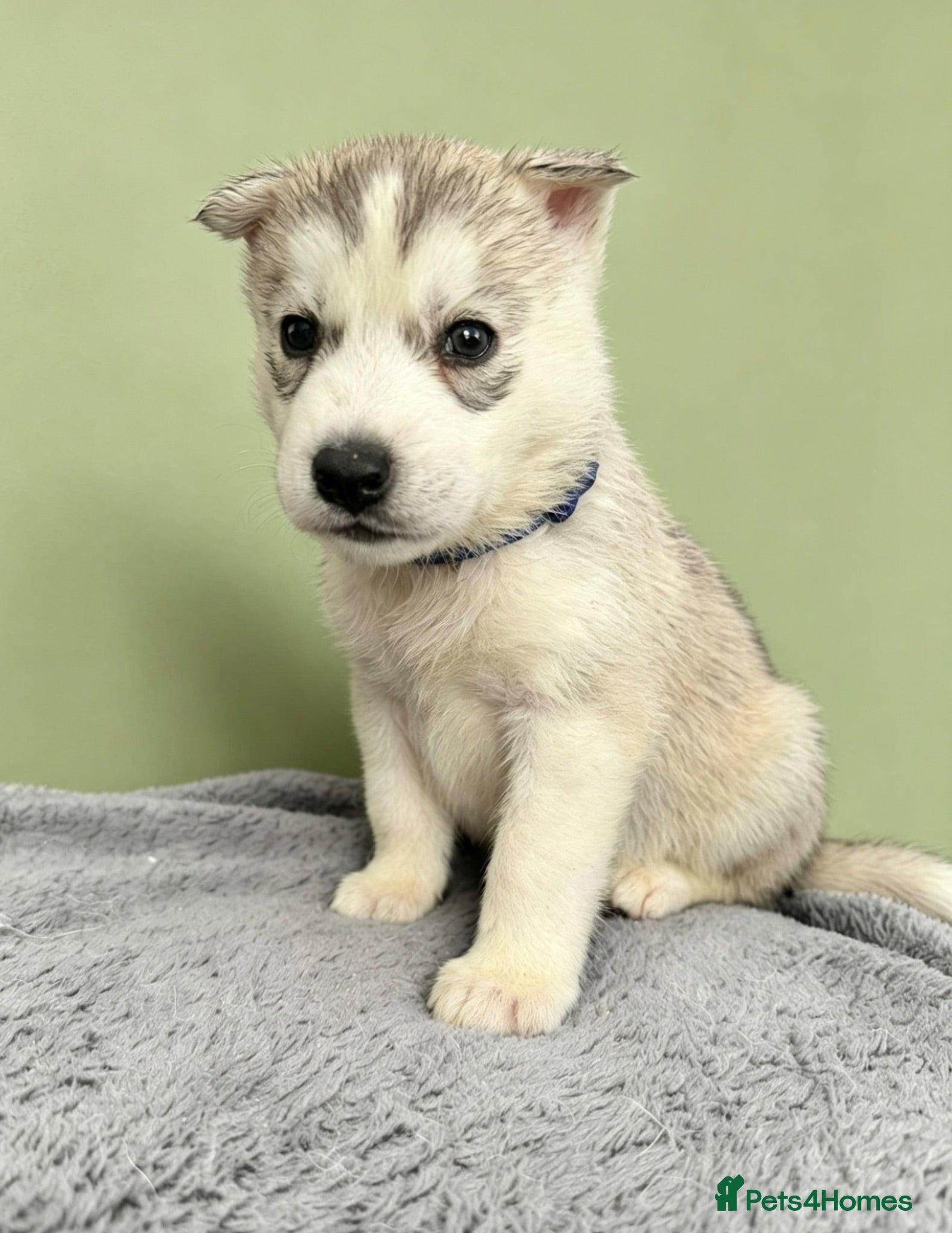 Siberian Husky dogs Siberian Husky **1/8 left. Due to go in two weeks - Advert 2