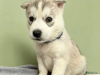 Siberian Husky dogs Siberian Husky **1/8 left. Due to go in two weeks - Advert 2