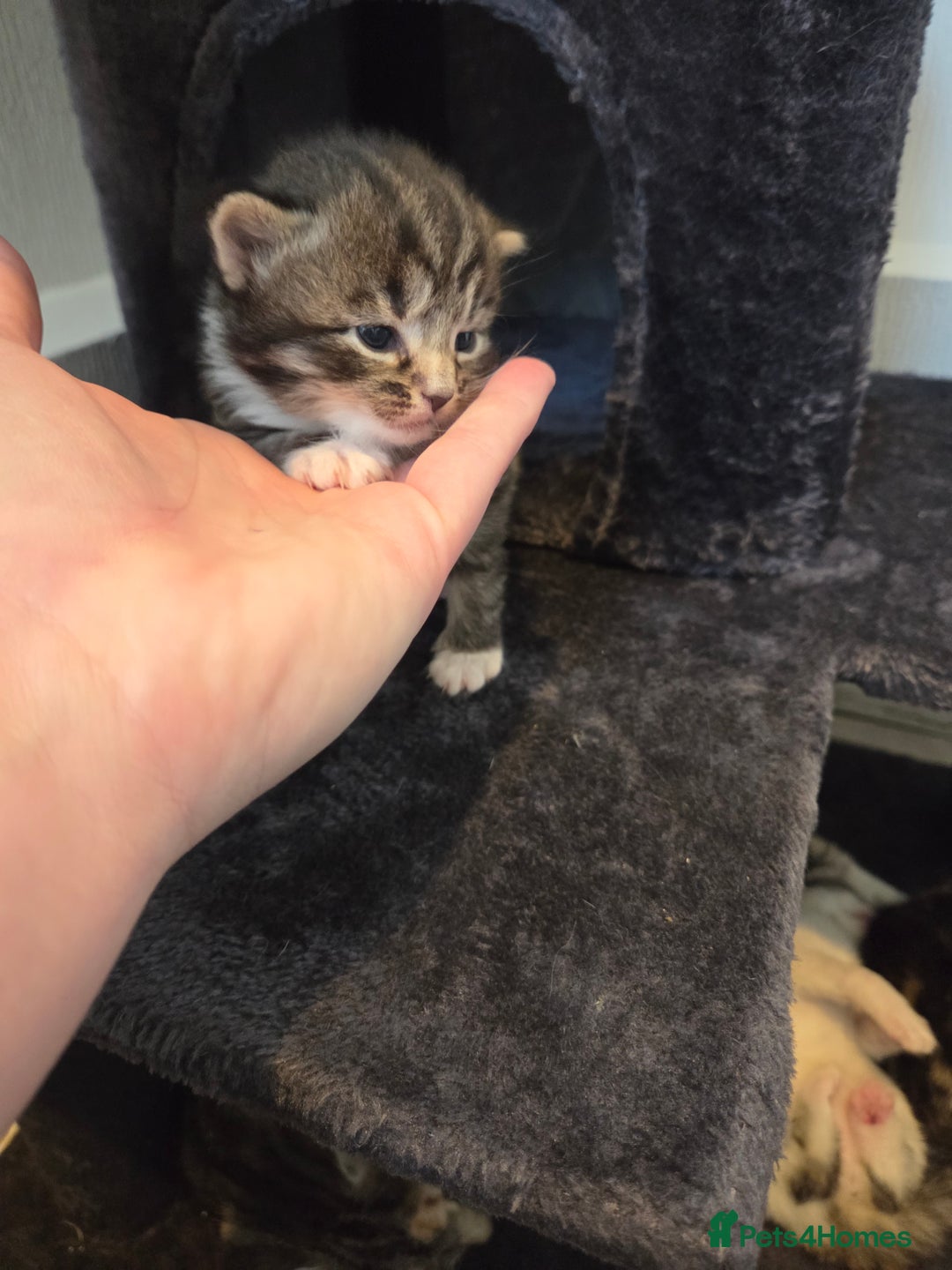 Mixed Breed cats for sale: Mixed colour tabby kittens - Image 22