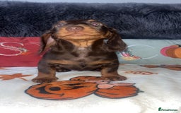 Doxiepoo dogs for sale: House trained READY NOW FOR THERE FOREVER HOMES ❤️ - Image 37