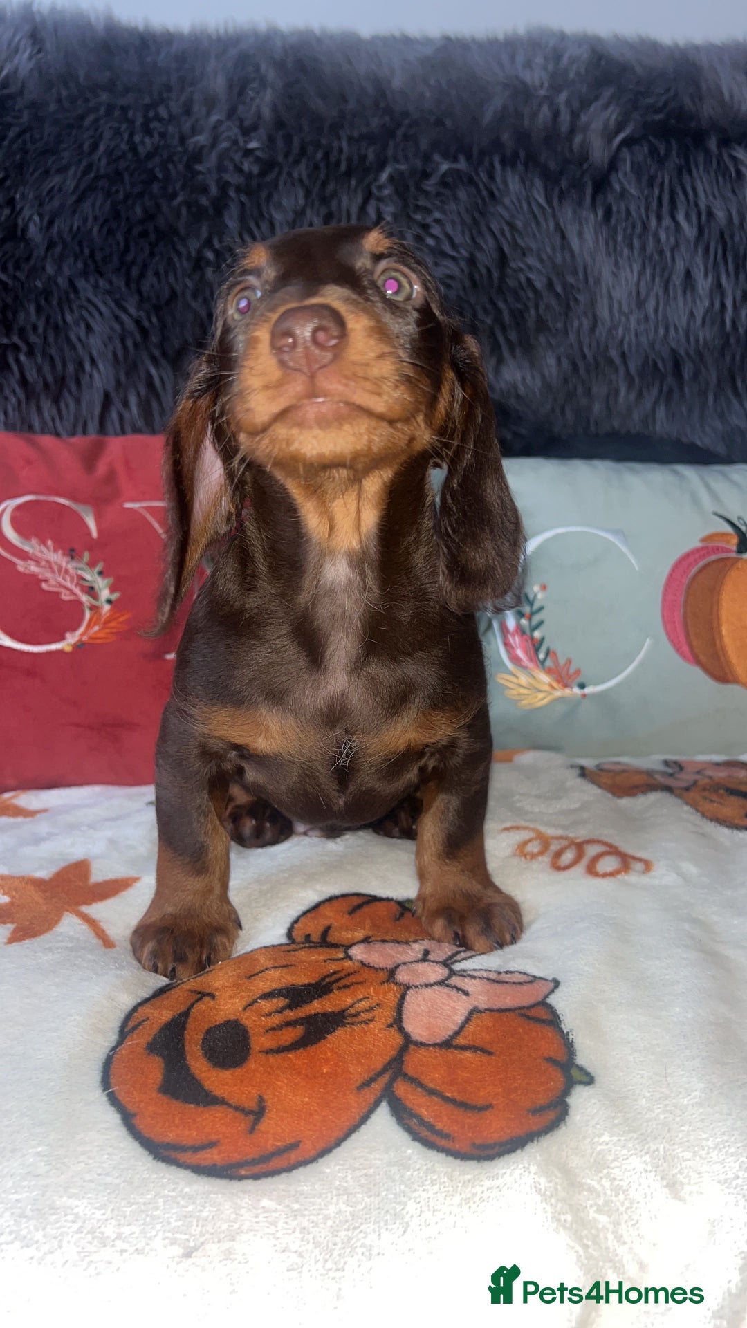 Doxiepoo dogs for sale: House trained READY NOW FOR THERE FOREVER HOMES ❤️ - Image 37