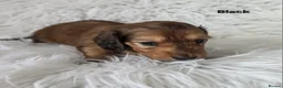 Miniature Dachshund dogs for sale: STUNNING KC SHADED RED LONG HAIR - Advert 22