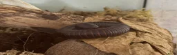 Millipedes invertebrates for sale: African giant millipede in Tipton - Advert 1