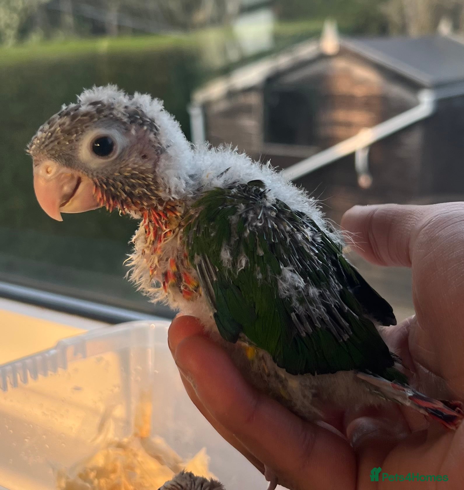 Conures birds ONE LEFT - Pineapple Conure Chicks - Advert 17