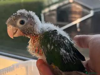 Conures birds ONE LEFT - Pineapple Conure Chicks - Advert 17