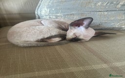 Devon Rex cats for sale: Two Adorable Devon Rex Kittens 💙🩷 - Image 21