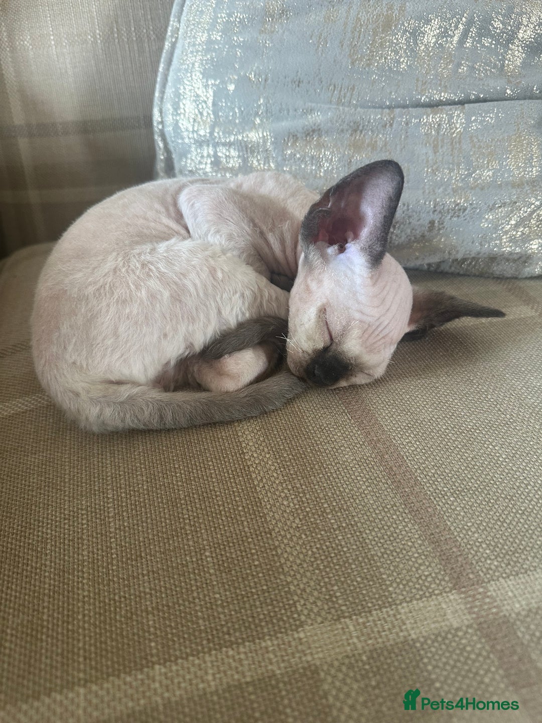 Devon Rex cats for sale: Two Adorable Devon Rex Kittens 💙🩷 - Image 21