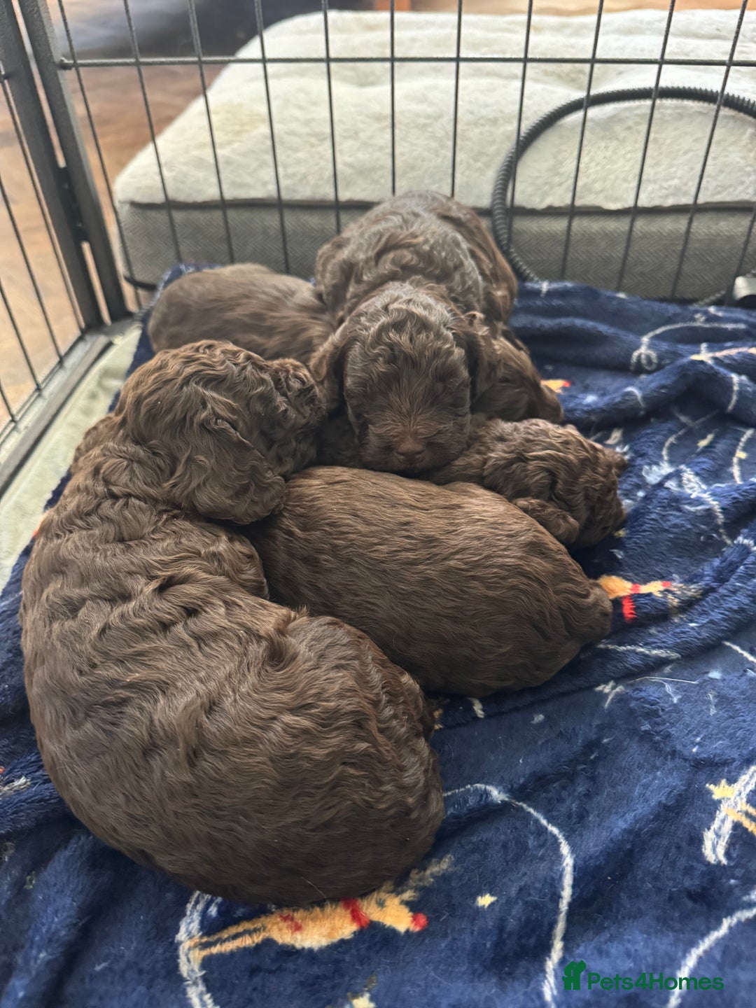 Cockapoo dogs for sale: Adorable chocolate cockapoos  - Image 15