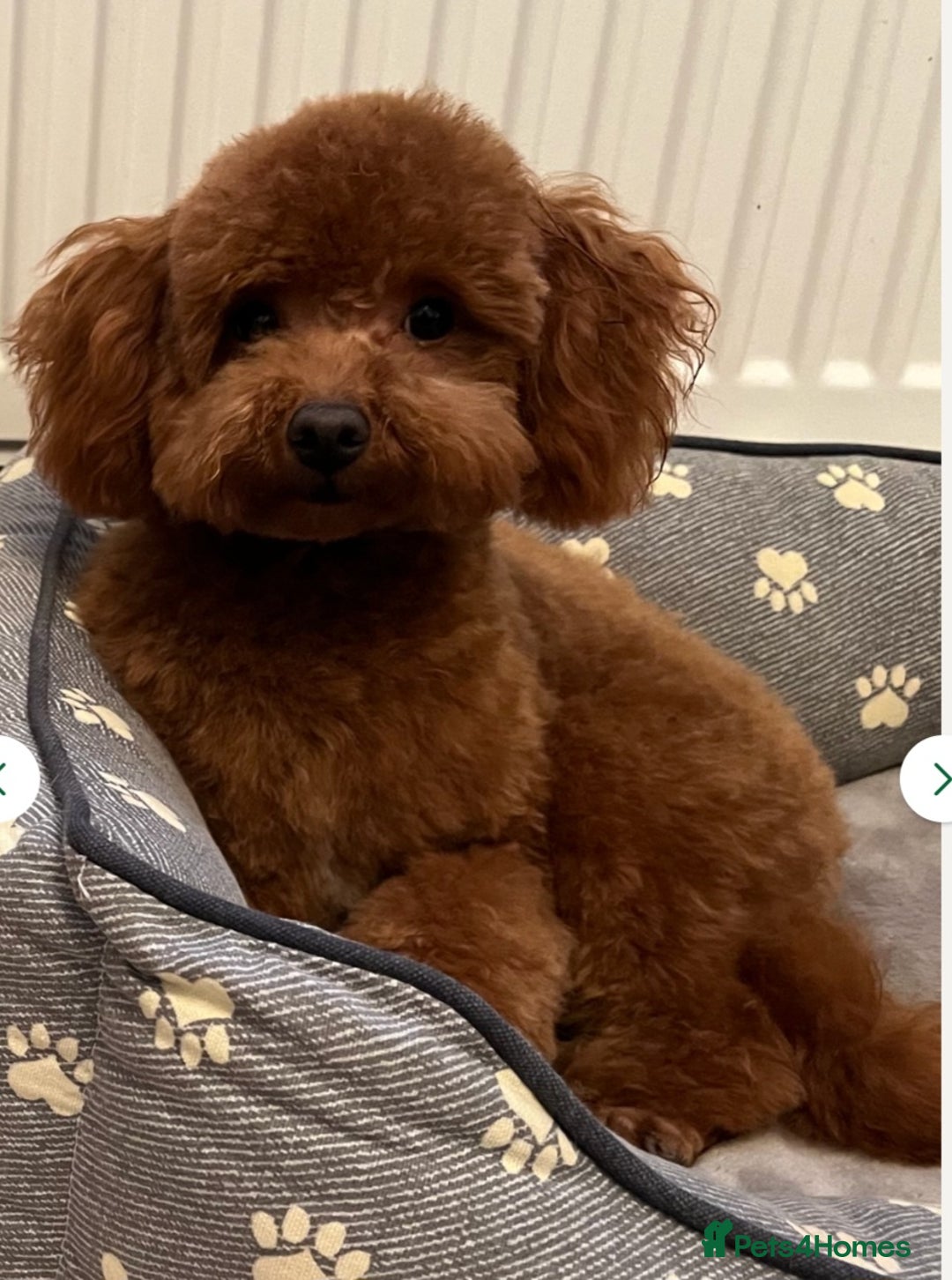 Cockapoo dogs for sale: Mr David  - Image 10