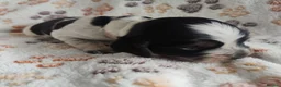 Cocker Spaniel dogs for sale: KC / Health tested Show Type Cocker Spaniels  - Advert 7