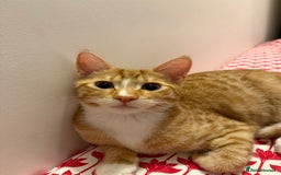 Domestic Shorthair cats for sale: 5 month old kitten for sale - Advert 3