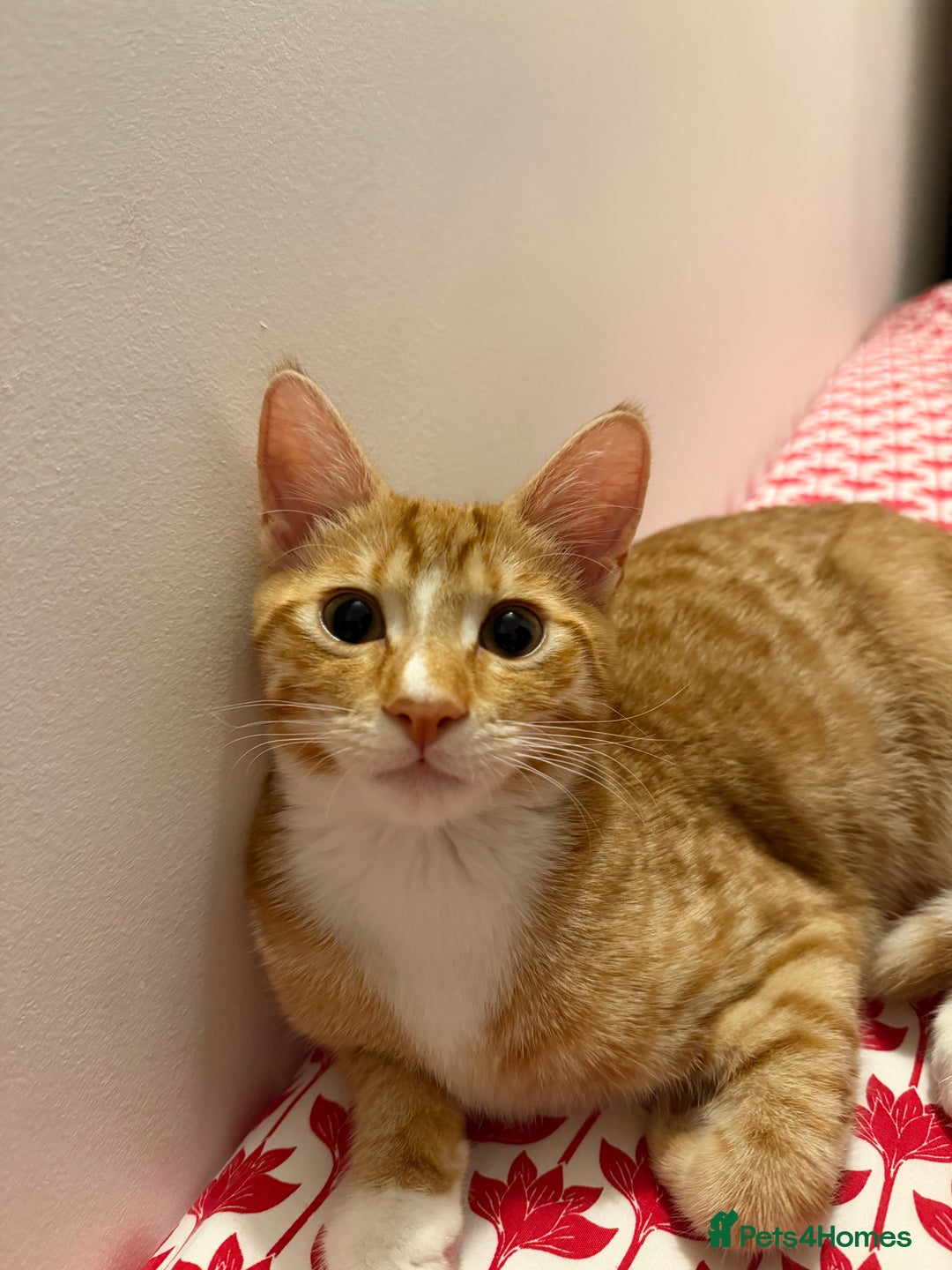 Domestic Shorthair cats for sale: 5 month old kitten for sale - Advert 3