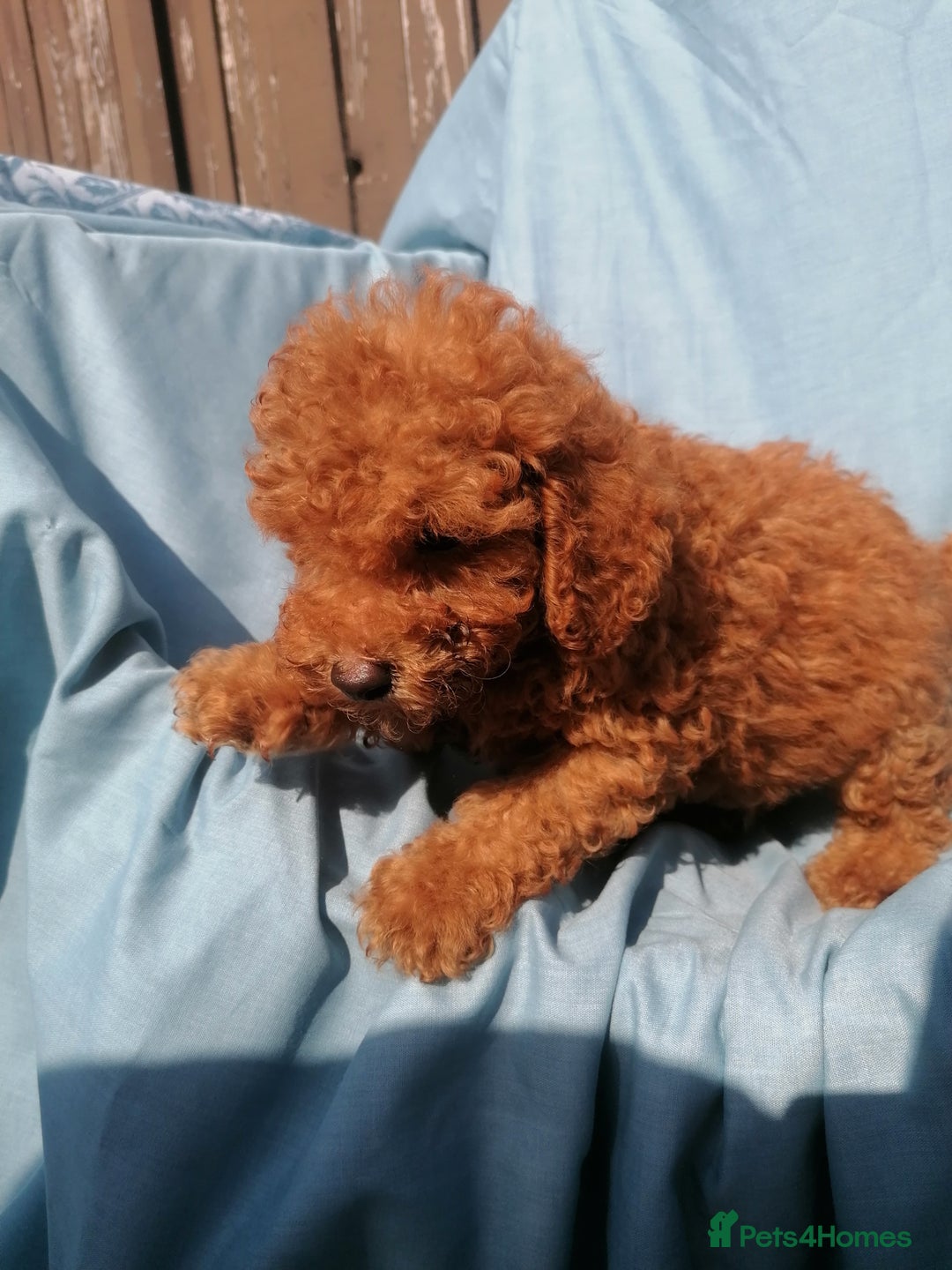Miniature Poodle dogs for sale: Miniature poodles  - Image 7