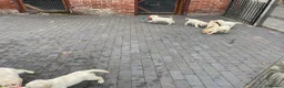 Labrador Retriever dogs for sale: Beautiful Labrador Puppies - Advert 14