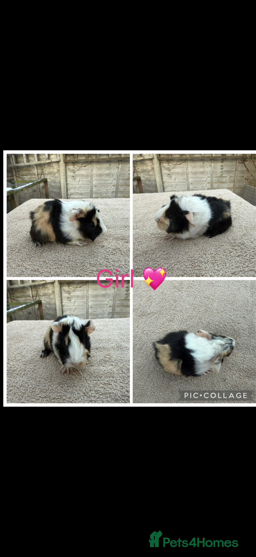 Guinea Pig rodents for sale: Male & Female Guinea pigs 👀 for new laps 🥰 - Advert 12