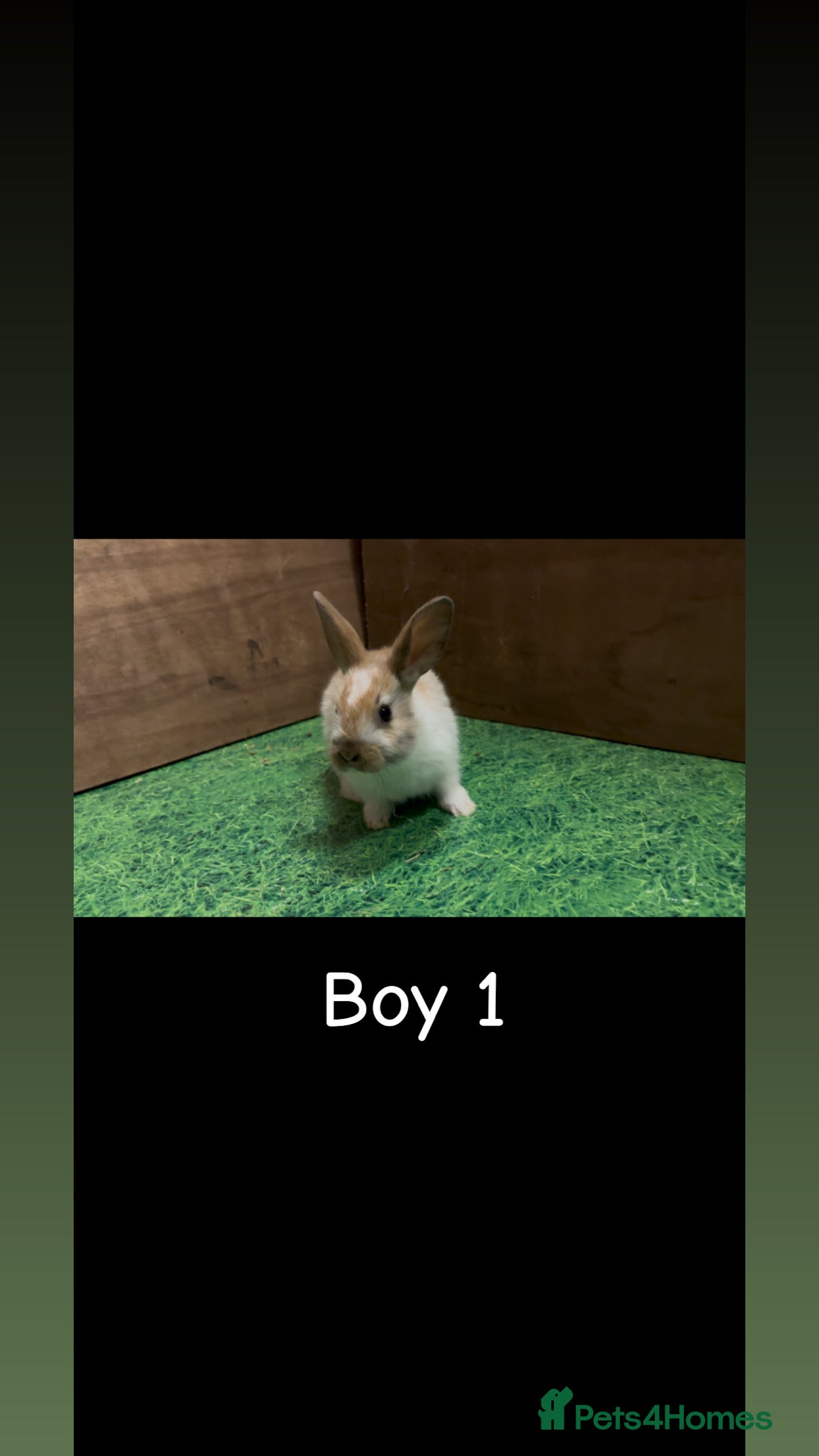 Mixed Breed rabbits 4 boy rabbits  - Advert 10