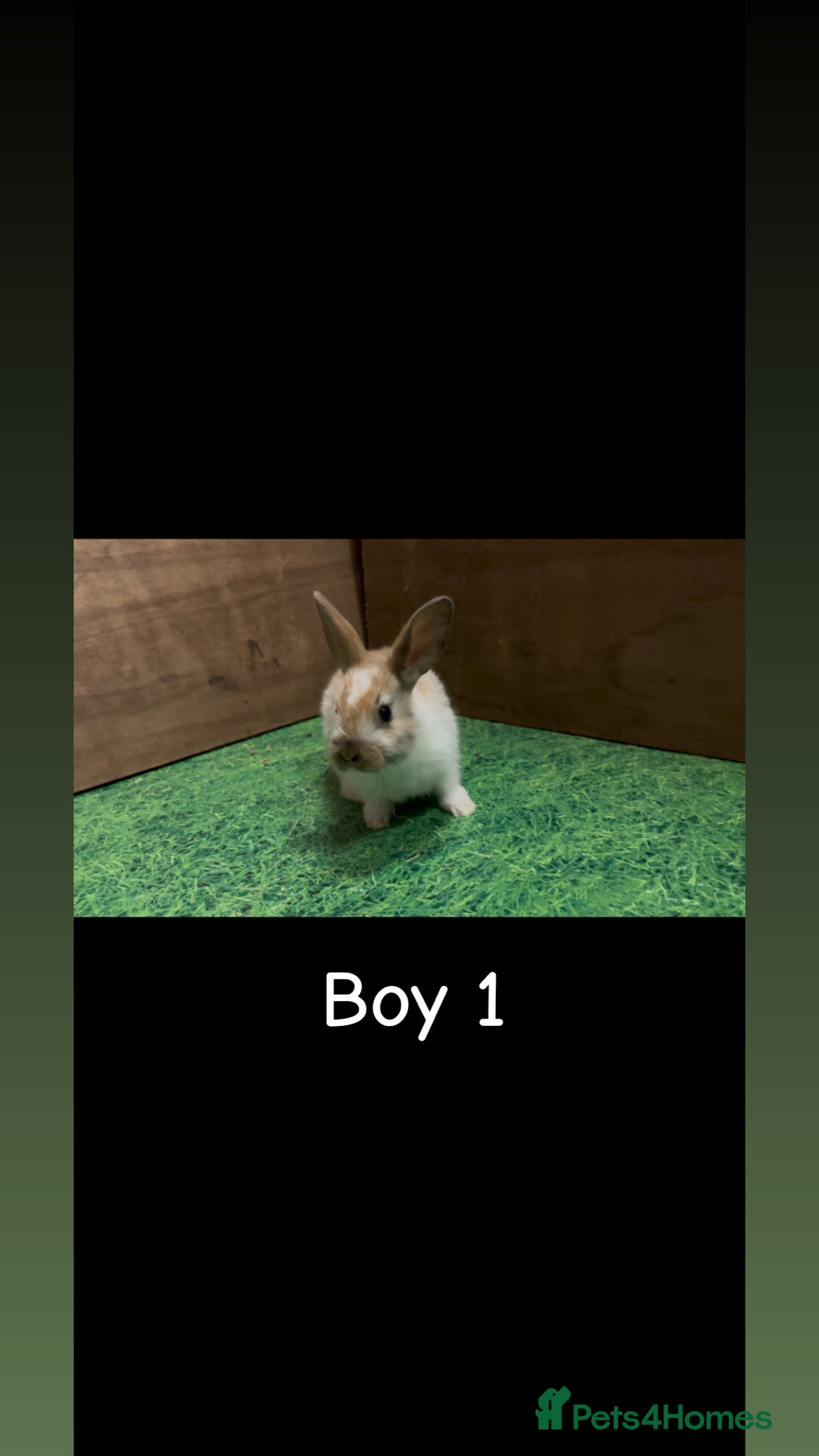 Mixed Breed rabbits for sale: 4 boy rabbits  - Advert 1