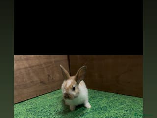 Mixed Breed rabbits 4 boy rabbits - Advert 10