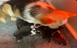 Welsh Corgi Pembroke dogs for sale: Pedigree, health tested parents, licensed breeder - Image 25