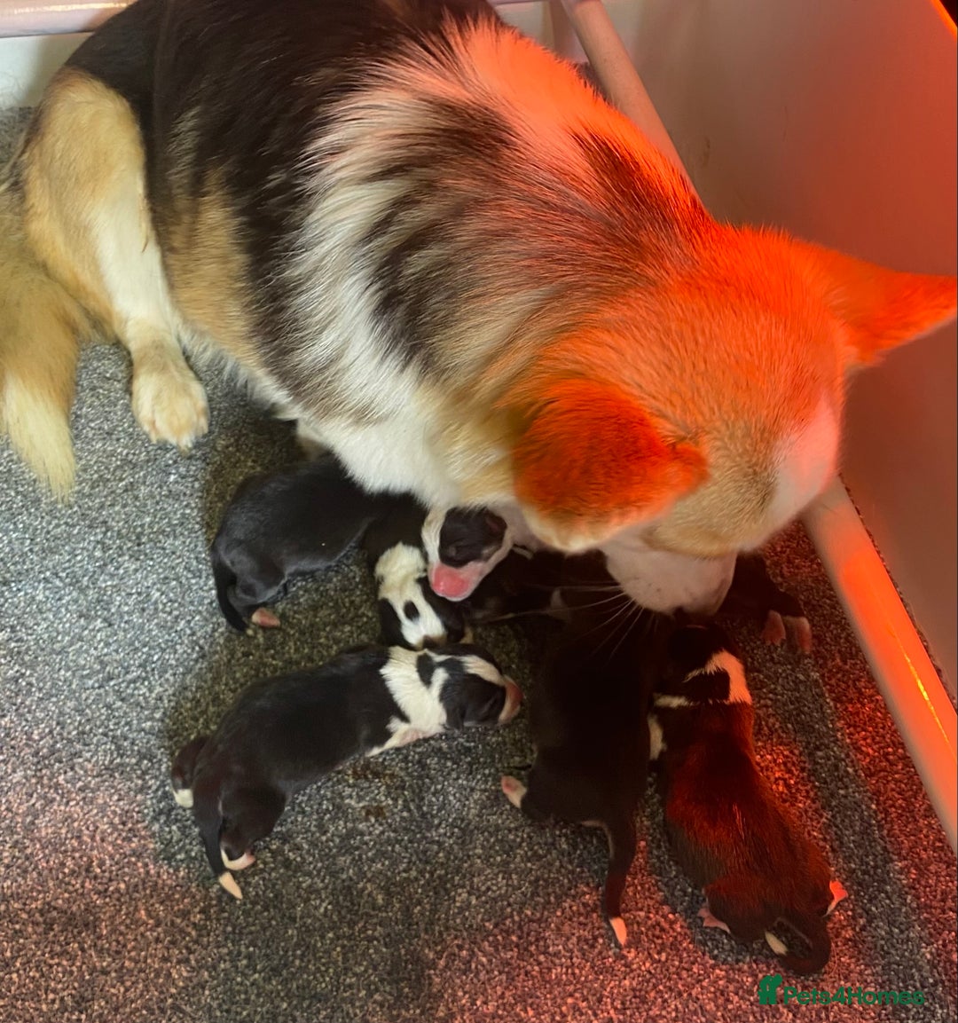 Welsh Corgi Pembroke dogs for sale: Pedigree, health tested parents, licensed breeder - Image 25