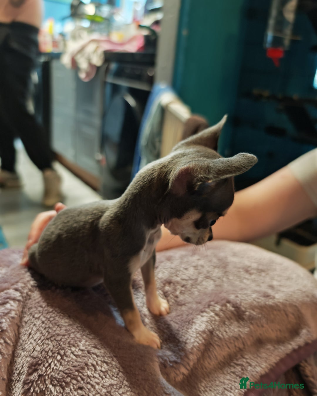 Chihuahua dogs for sale: Apple head chihuahua puppys - Image 2