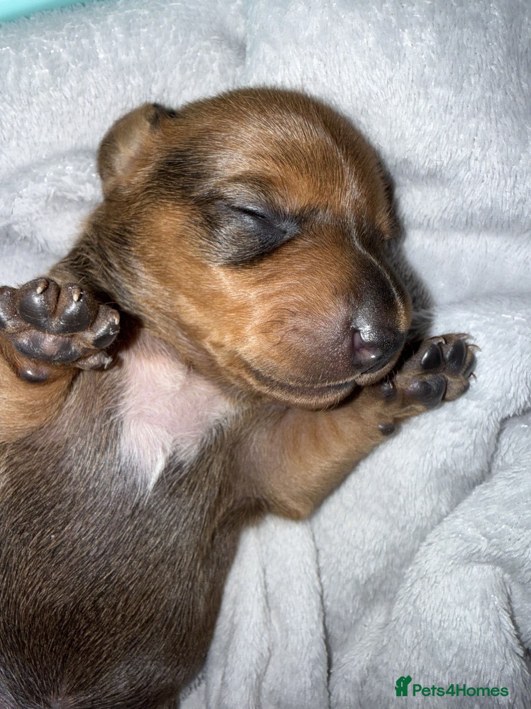 Miniature Dachshund dogs for sale: Mini Dachshund Puppies - Advert 8