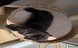 Maine Coon cats for sale: 13week-old fluffy black kitten/part Maine Coon - Image 7
