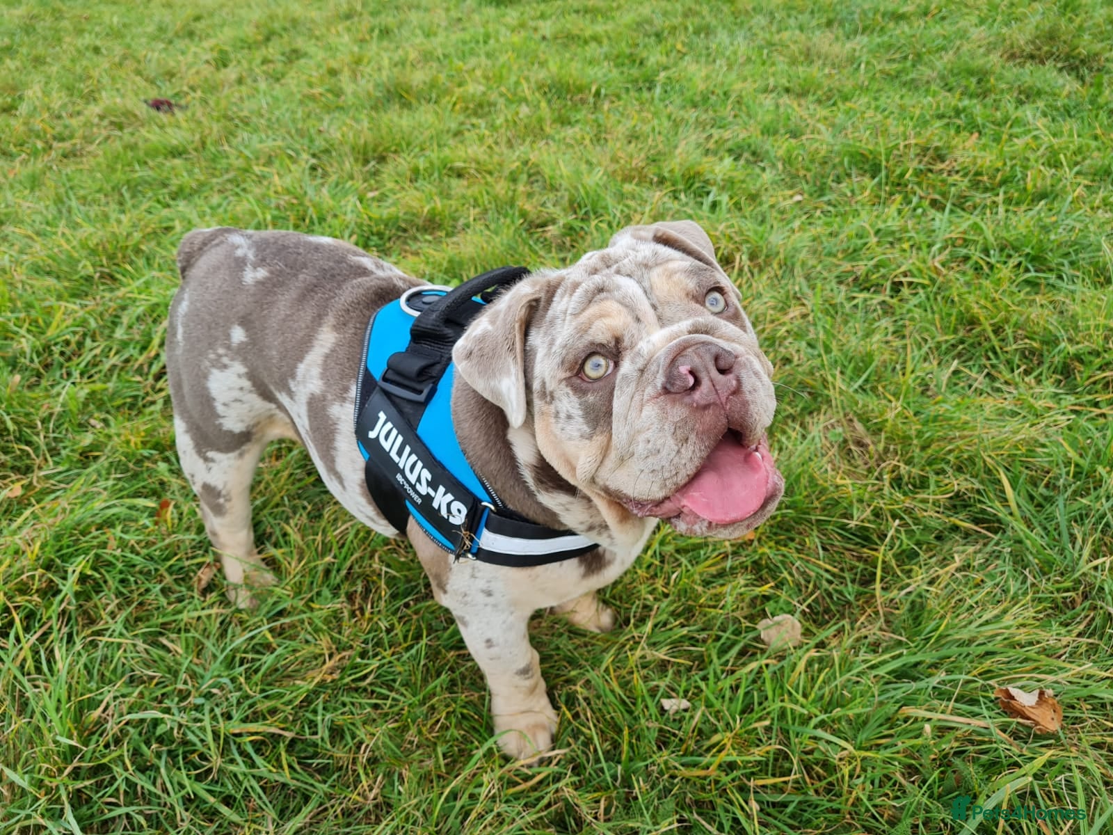 English Bulldog dogs English Bulldog Stud – Fully Health Tested - Advert 2