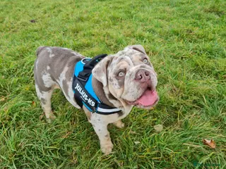 English Bulldog dogs English Bulldog Stud – Fully Health Tested - Advert 2