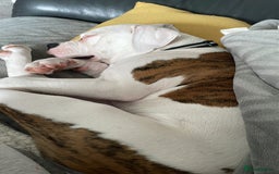American Bulldog dogs for sale: American Bulldog 8 month puppy (Not XL Bully) - Image 4