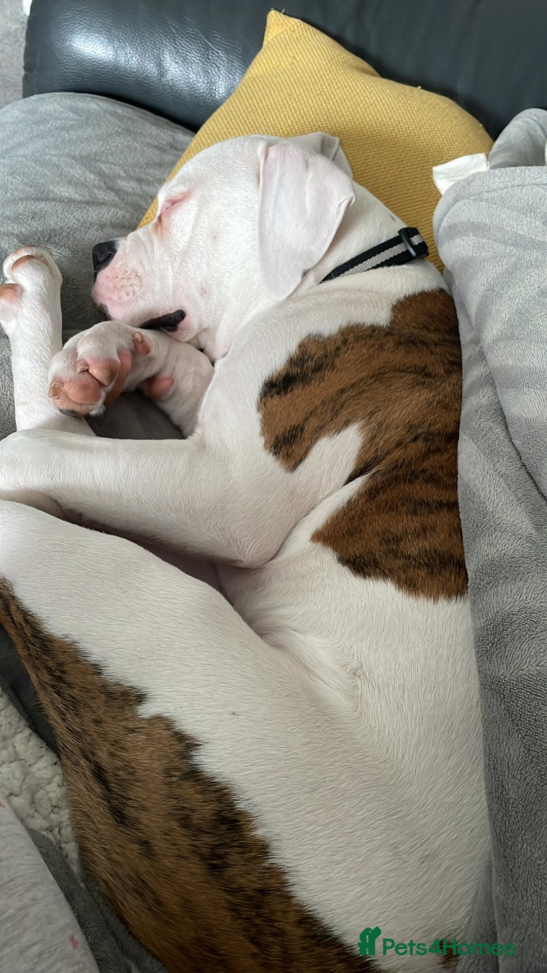 American Bulldog dogs for sale: American Bulldog 8 month puppy (Not XL Bully) - Image 4