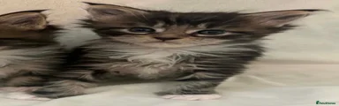 Maine Coon Kitten 3