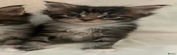 Maine Coon cats for sale: Mainecoon Kittens  - Advert 17