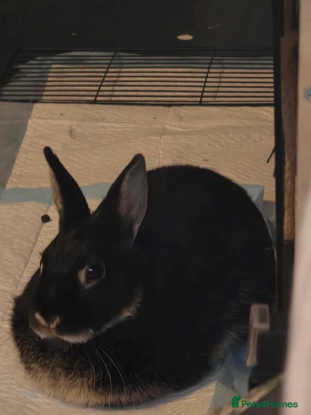 Netherland Dwarf rabbits for sale: Patches the Netherland dwarf rabbit in Southampton - Advert 1