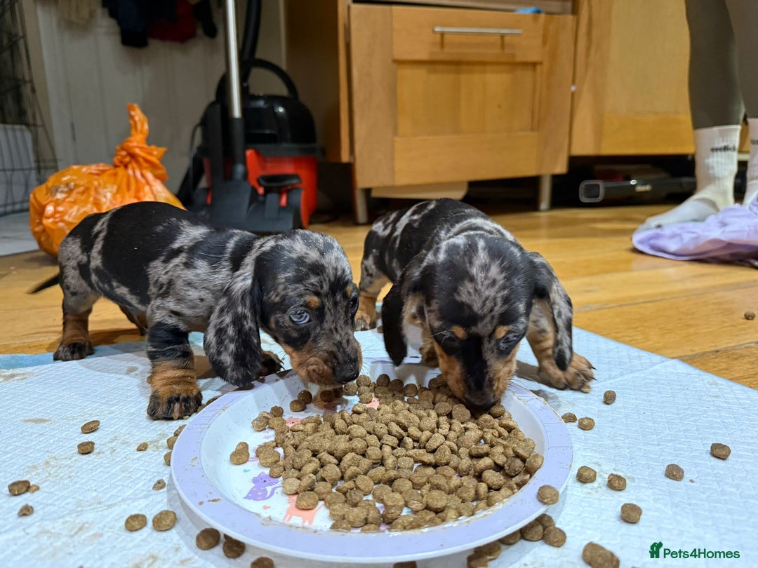 Dachshund dogs for sale: Miniture Silver Dapple Dachshunds - Advert 19