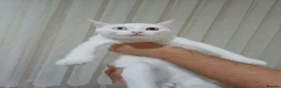 Khao Manee cats for sale: Khao Manee - Advert 4