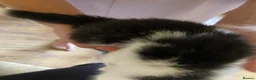 Mixed Breed cats for sale: Bombay x Siamese - Advert 5