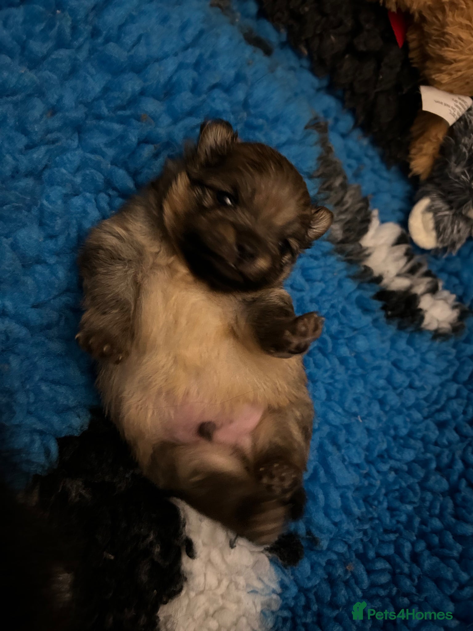 Pomeranian dogs for stud: Available for stud  - Advert 10