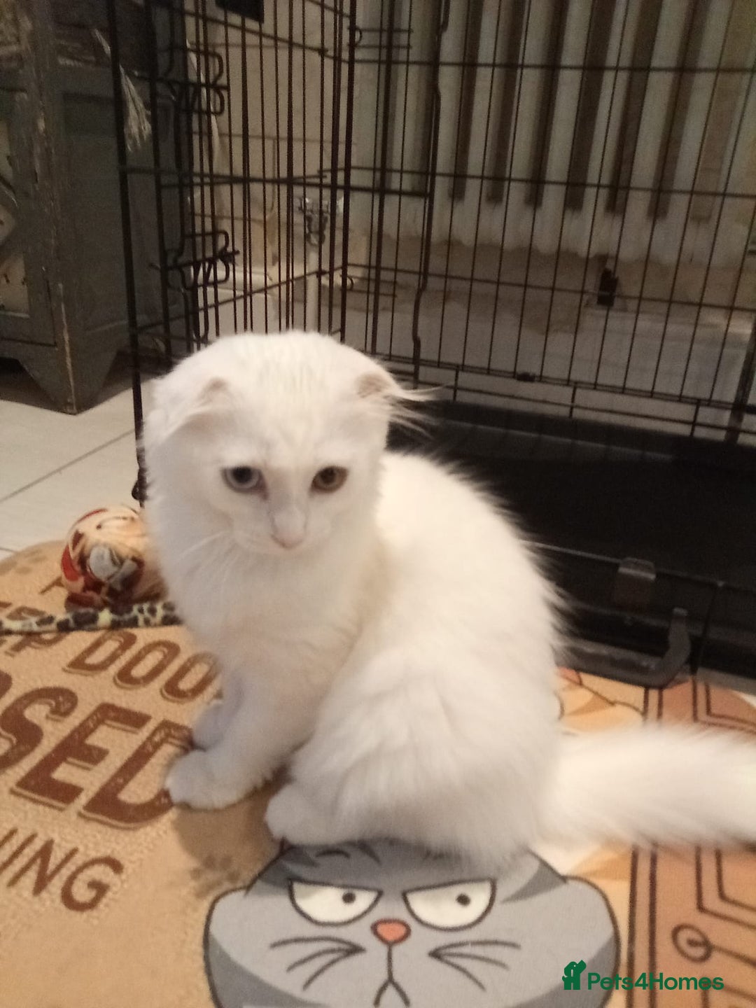 Scottish Fold cats for sale: ready now for there forever homes - Image 6