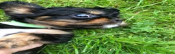 Cavalier King Charles Spaniel dogs for sale: Cavalier King Charles puppies  - Advert 28