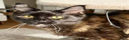 Maine Coon cats for sale: Tortie Maine Coon Female - Advert 1