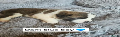Saint Bernard 3