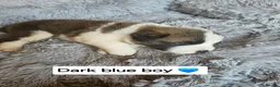 Saint Bernard dogs for sale: Saint Bernard‘s puppies - Advert 11