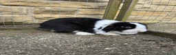 Mini Lop rabbits for sale: Female black otter split mini lop  - Advert 1