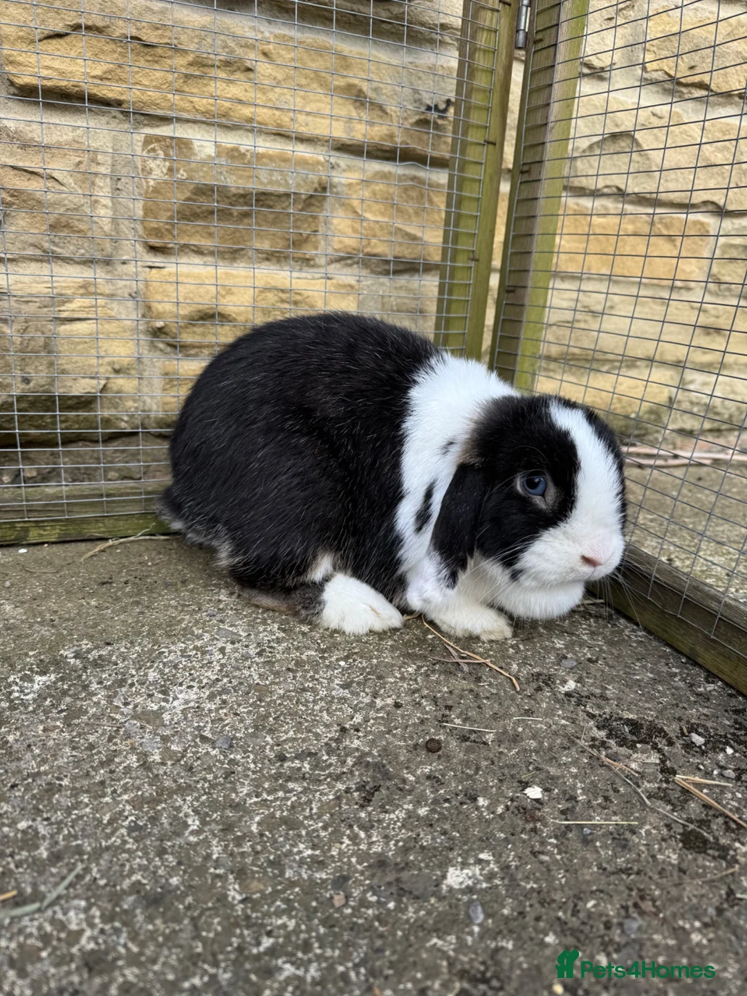 Mini Lop rabbits for sale: Female black otter split mini lop  - Advert 1