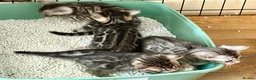Bengal cats for sale: 4 gorgeous female Bengal kittens ready to reserve - Advert 24