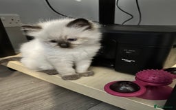 Ragdoll cats for sale: Ragdoll - Image 12
