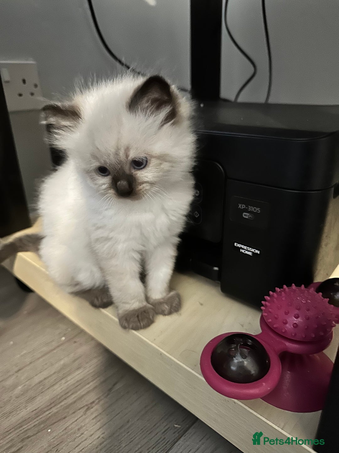 Ragdoll cats for sale: Ragdoll - Image 12