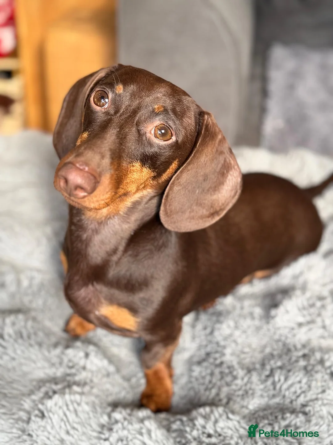 Miniature Dachshund dogs for stud: ⭐️ 5 Star Handsome Hugo ⭐️ in Gloucester - Advert 6