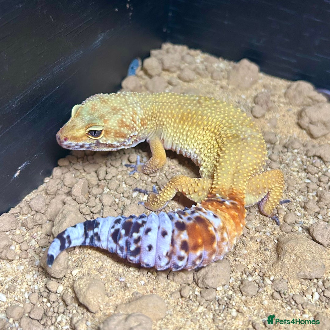 Leopard Gecko reptiles for sale: Setup + Super Hypo Carrot Tail Baldy Leopard Gecko - Advert 1